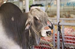 The State Fair of Texas