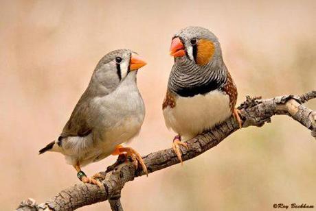 Of mice and birds – what is a zebra finch, really?