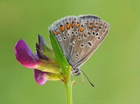 Polyommatus Icarus, Argus Bleu , Common Blue