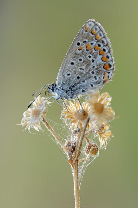 Polyommatus Icarus, Argus Bleu , Common Blue