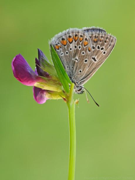 Polyommatus Icarus, Argus Bleu , Common Blue