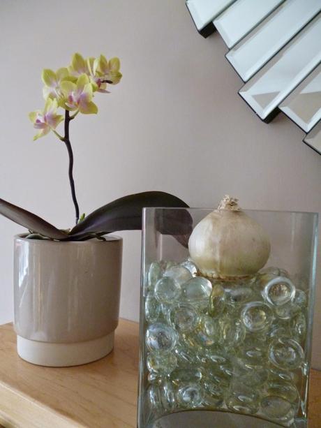 Hyacinth bulb vase