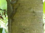 Perilous Life Young Monitor Lizard