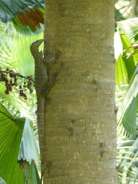 a monitor lizard climbing a tree