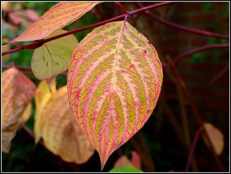 Autumn colours - Dogwood