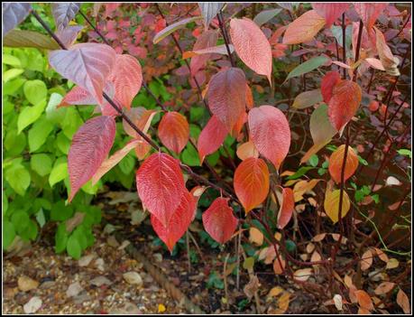 Autumn colours - Dogwood
