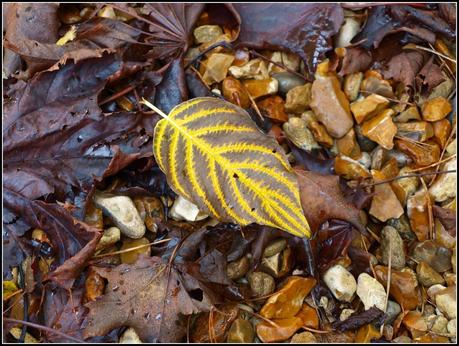 Autumn colours - Dogwood