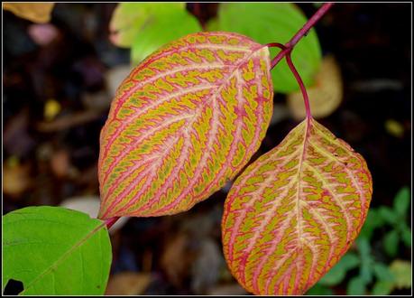 Autumn colours - Dogwood