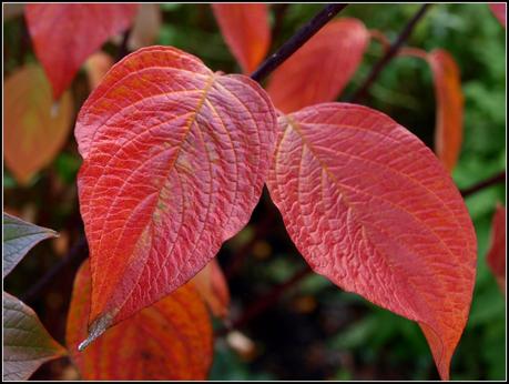 Autumn colours - Dogwood