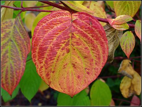 Autumn colours - Dogwood