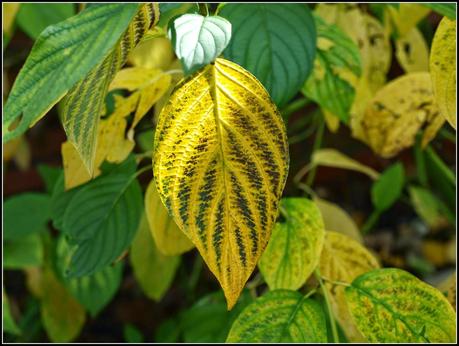 Autumn colours - Dogwood