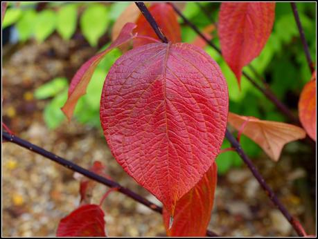 Autumn colours - Dogwood