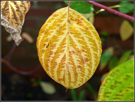 Autumn colours - Dogwood