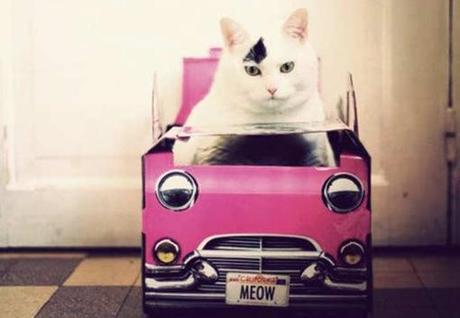 Top 10 Images of Cats in Toy Vehicles