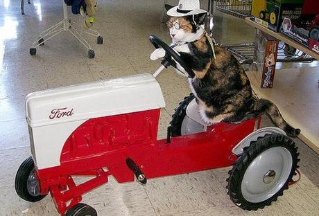 Top 10 Images of Cats in Toy Vehicles