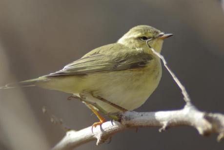 Willow warbler, Finland's most common bird.  Photo by Jari Peltomäki, used with his permission.