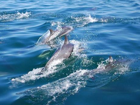 dolphins sea of cortez