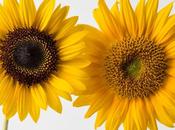 Studio: Sunflowers