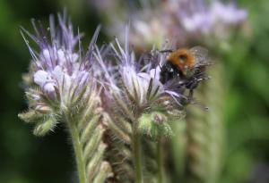 Phacelia tanacetifolia 