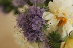 Phacelia tanacetifolia and Rosa Goldfinch