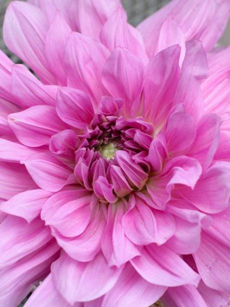 Dahlia-Lilac-Time