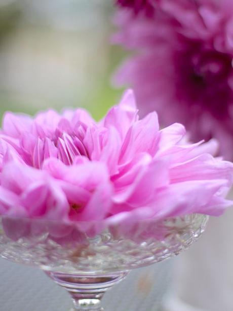 Dahlia-Lilac-Time