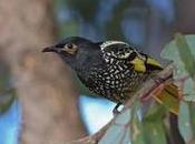 Development Could Lead Extinction Rare Australian Bird