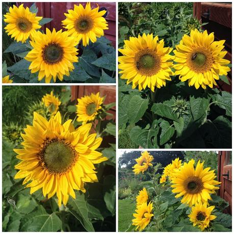 Dwarf Sunflowers Little Leo variety