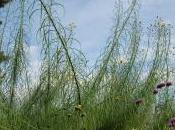 Helianthus Salicifolius