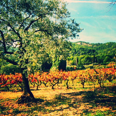 France Provence Corey Amaro Walking in the Countryside