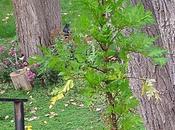 Scrabble While Transatlantic