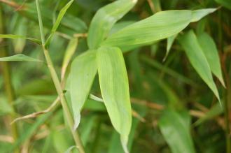 Semiarundinaria fastuosa Leaf (28/09/2014, Kew Gardens, London)