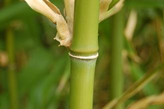 Semiarundinaria fastuosa Stem (28/09/2014, Kew Gardens, London)