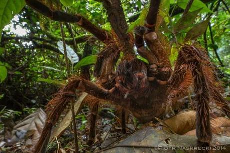 goliath-spider-2