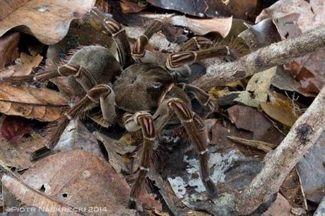 goliath-spider-3