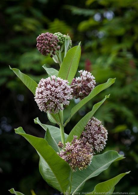 Common Milkweed - asclepias syariaca