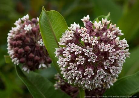 Common Milkweed - asclepias syariaca