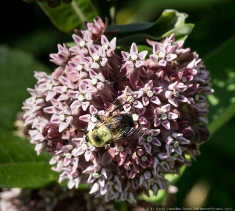 Common Milkweed - asclepias syariaca