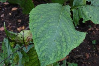 Telekia speciosa Leaf (28/09/2014, Kew Gardens, London)