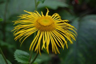 Telekia speciosa Flower (28/09/2014, Kew Gardens, London)