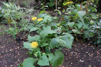 Telekia speciosa (28/09/2014, Kew Gardens, London)