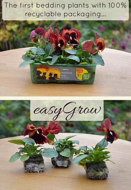 New B & Q easyGrow Beddng Plants- MiaFleur