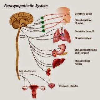 Life-Changer: Understanding Your Autonomic Nervous System