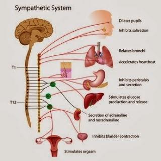 Life-Changer: Understanding Your Autonomic Nervous System