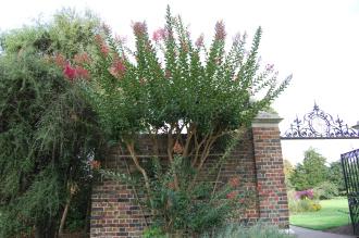 Lagerstroemia 'Tuscarora' (28/09/2014, Kew Gardens, London)