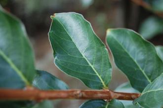 Lagerstroemia 'Tuscarora' Leaf (28/09/2014, Kew Gardens, London)