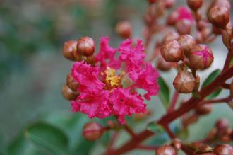 Lagerstroemia 'Tuscarora' Flower (28/09/2014, Kew Gardens, London)