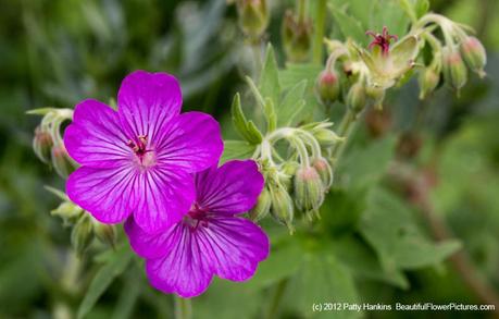 Sticky Gernanium - geranium viscosissimum - Glacier National Park