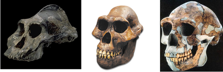 Paranthropus (left), Australopithecus (centre) and early Homo (right)
