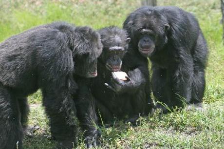 If this hold true for chimps; whoever is dating the one in the middle has to be very attractive 